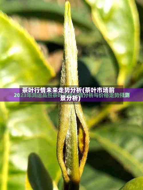 茶叶行情未来走势分析(茶叶市场前景分析)