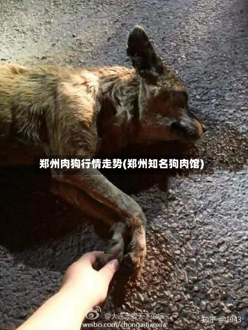 郑州肉狗行情走势(郑州知名狗肉馆)