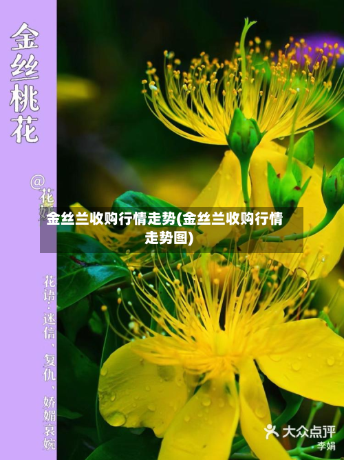 金丝兰收购行情走势(金丝兰收购行情走势图)-第3张图片