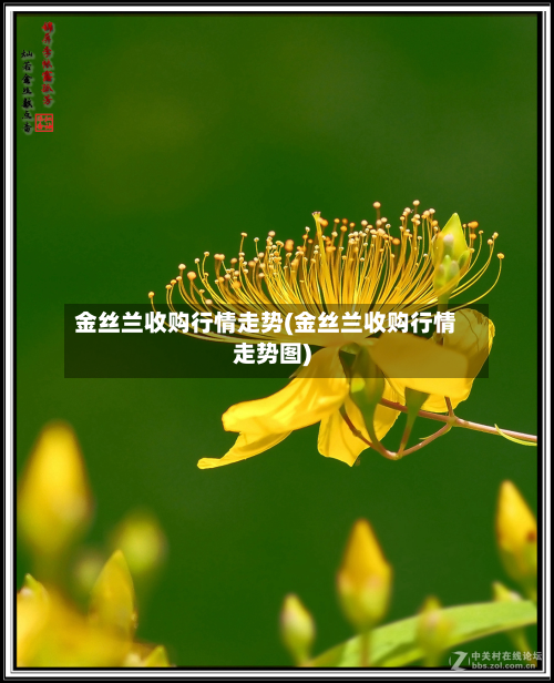 金丝兰收购行情走势(金丝兰收购行情走势图)-第2张图片