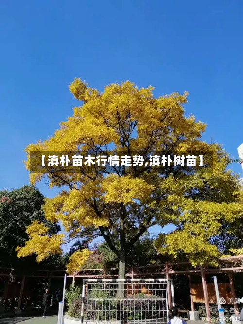 【滇朴苗木行情走势,滇朴树苗】