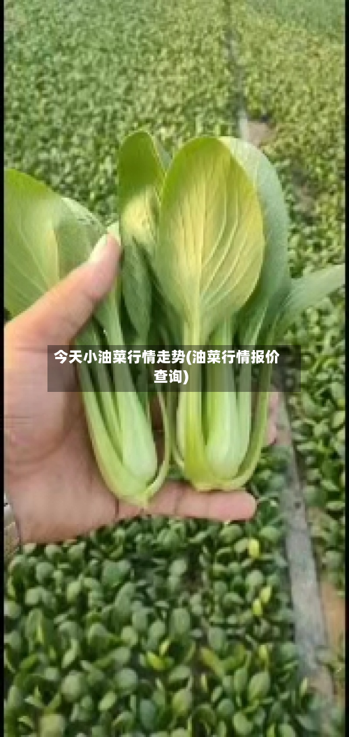 今天小油菜行情走势(油菜行情报价查询)