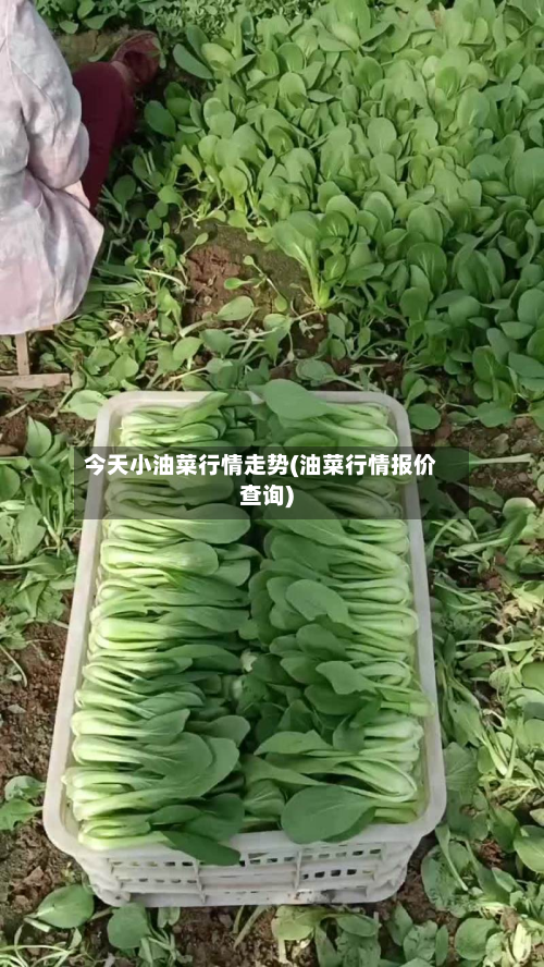 今天小油菜行情走势(油菜行情报价查询)-第2张图片