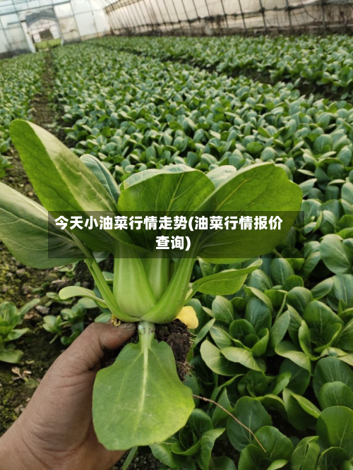 今天小油菜行情走势(油菜行情报价查询)-第3张图片