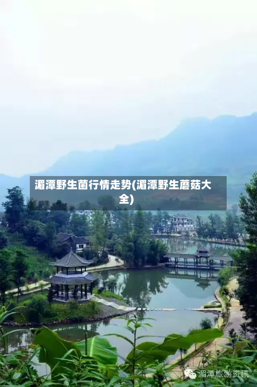 湄潭野生菌行情走势(湄潭野生蘑菇大全)-第2张图片