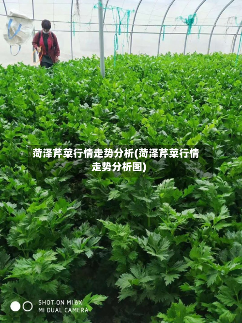 菏泽芹菜行情走势分析(菏泽芹菜行情走势分析图)