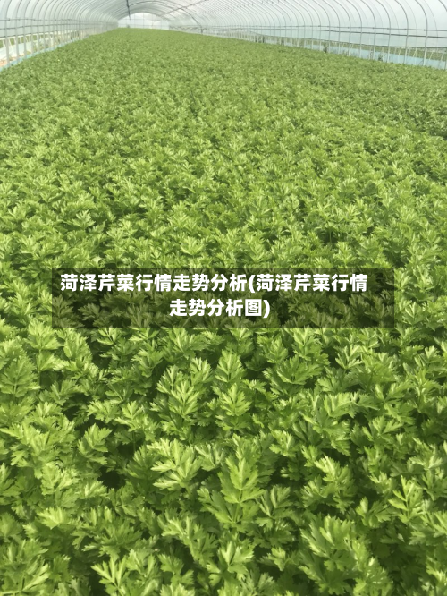 菏泽芹菜行情走势分析(菏泽芹菜行情走势分析图)-第2张图片