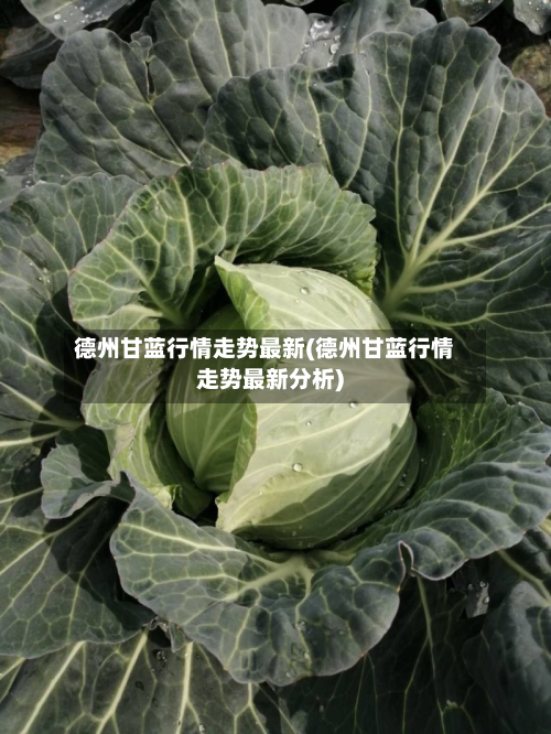德州甘蓝行情走势最新(德州甘蓝行情走势最新分析)