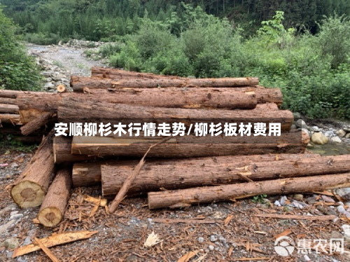 安顺柳杉木行情走势/柳杉板材费用