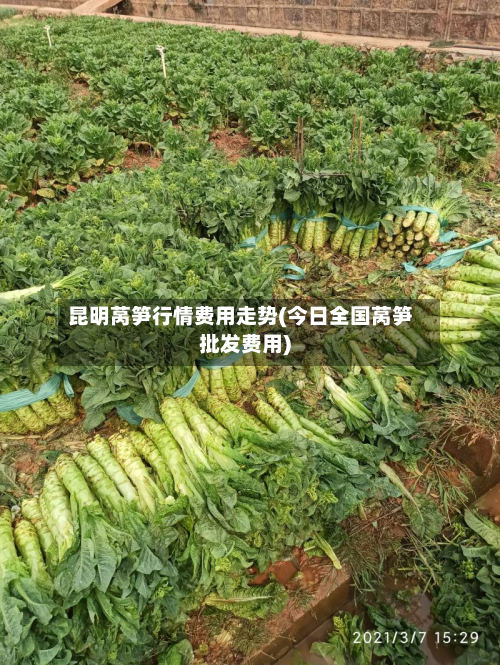 昆明莴笋行情费用走势(今日全国莴笋批发费用)