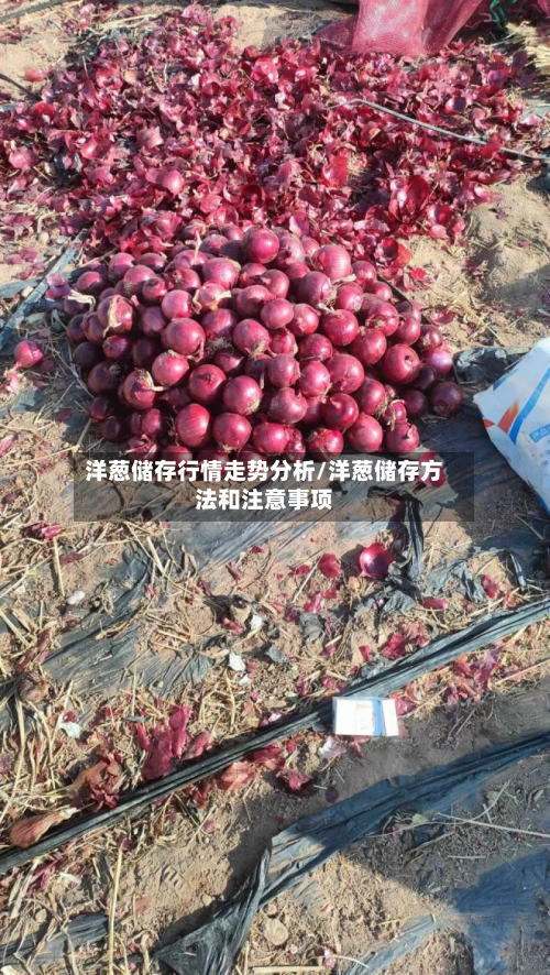 洋葱储存行情走势分析/洋葱储存方法和注意事项