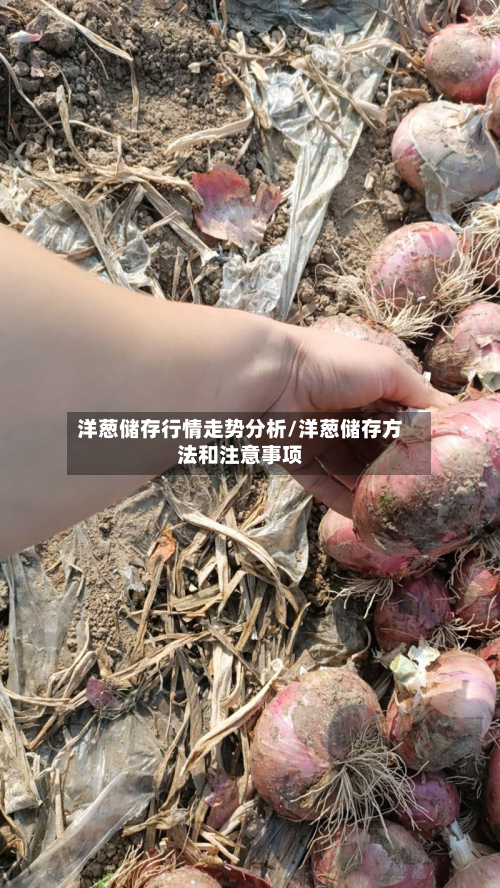 洋葱储存行情走势分析/洋葱储存方法和注意事项-第2张图片