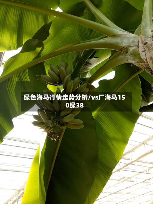 绿色海马行情走势分析/vs厂海马150绿38-第3张图片