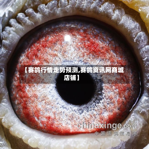 【赛鸽行情走势预测,赛鸽资讯网商城店铺】