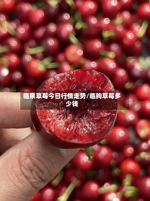 临泉草莓今日行情走势/临朐草莓多少钱