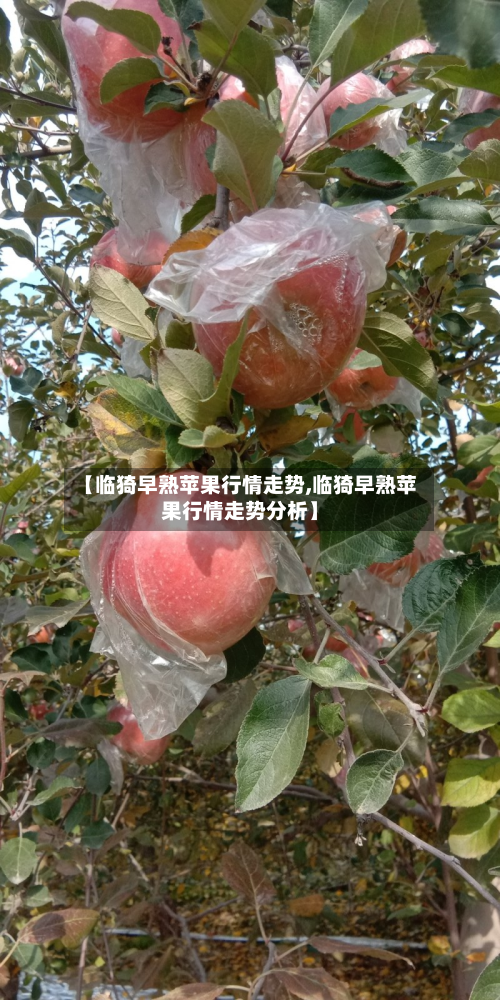 【临猗早熟苹果行情走势,临猗早熟苹果行情走势分析】