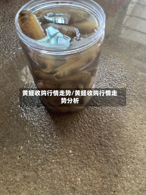 黄蛏收购行情走势/黄蛏收购行情走势分析