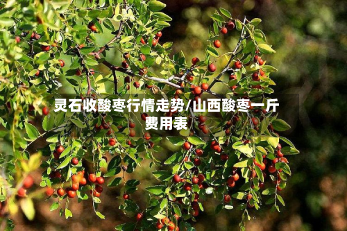 灵石收酸枣行情走势/山西酸枣一斤费用表-第2张图片