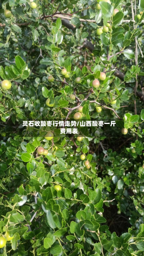 灵石收酸枣行情走势/山西酸枣一斤费用表