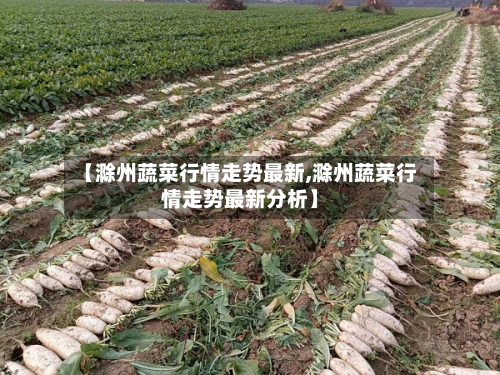 【滁州蔬菜行情走势最新,滁州蔬菜行情走势最新分析】