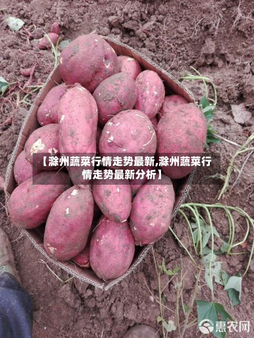 【滁州蔬菜行情走势最新,滁州蔬菜行情走势最新分析】-第2张图片