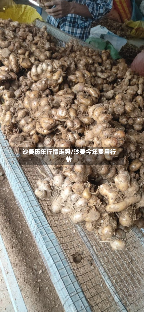 沙姜历年行情走势/沙姜今年费用行情-第2张图片
