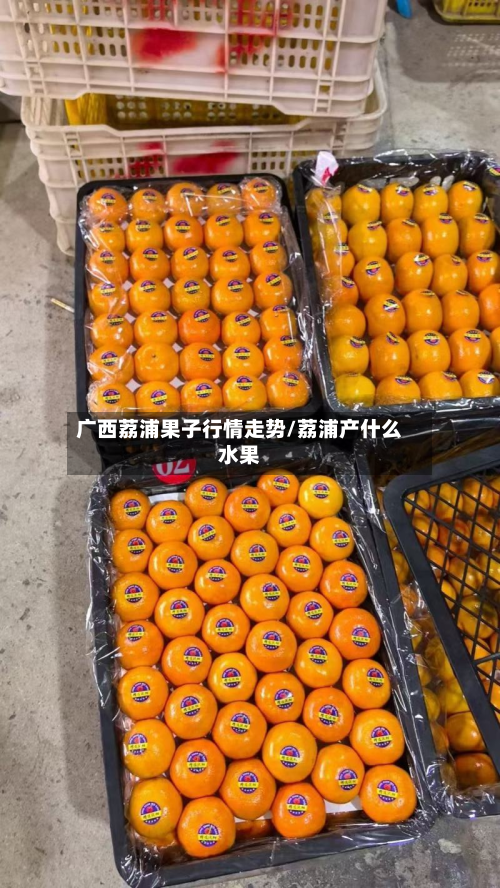 广西荔浦果子行情走势/荔浦产什么水果