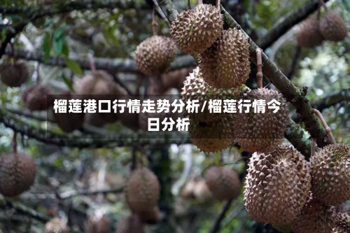 榴莲港口行情走势分析/榴莲行情今日分析-第2张图片