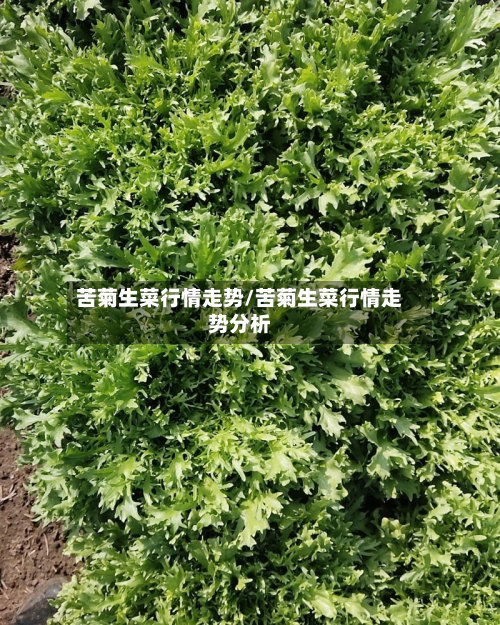 苦菊生菜行情走势/苦菊生菜行情走势分析