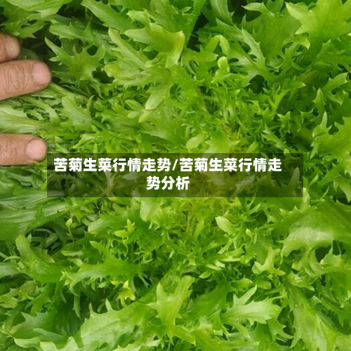 苦菊生菜行情走势/苦菊生菜行情走势分析-第2张图片