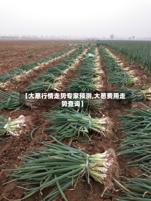 【大葱行情走势专家预测,大葱费用走势查询】
