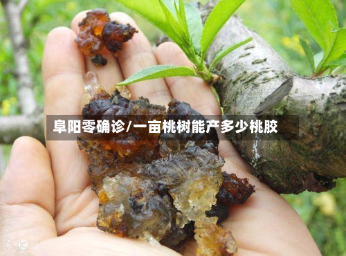 阜阳零确诊/一亩桃树能产多少桃胶