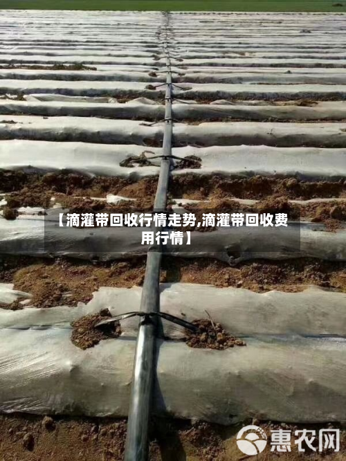 【滴灌带回收行情走势,滴灌带回收费用行情】-第2张图片