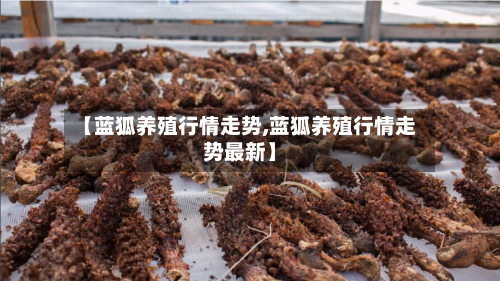 【蓝狐养殖行情走势,蓝狐养殖行情走势最新】-第2张图片