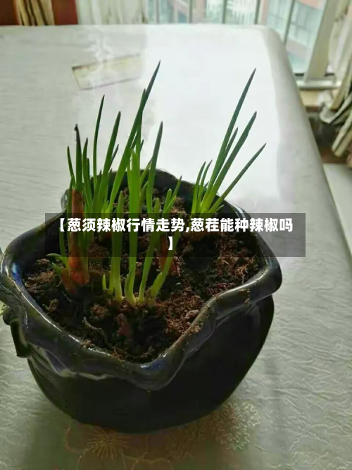 【葱须辣椒行情走势,葱茬能种辣椒吗】