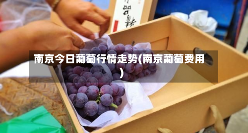 南京今日葡萄行情走势(南京葡萄费用)-第2张图片