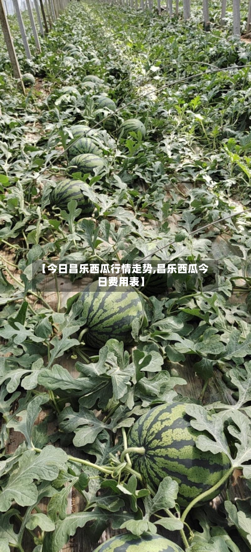 【今日昌乐西瓜行情走势,昌乐西瓜今日费用表】