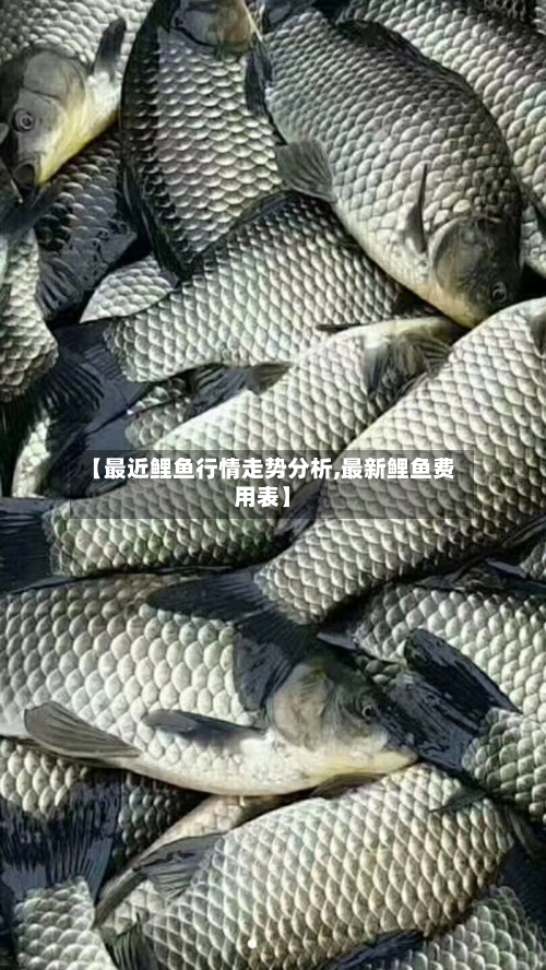【最近鲤鱼行情走势分析,最新鲤鱼费用表】-第3张图片