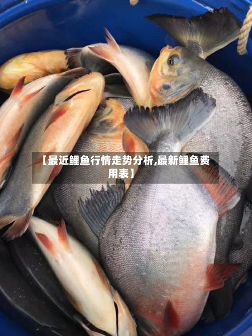 【最近鲤鱼行情走势分析,最新鲤鱼费用表】
