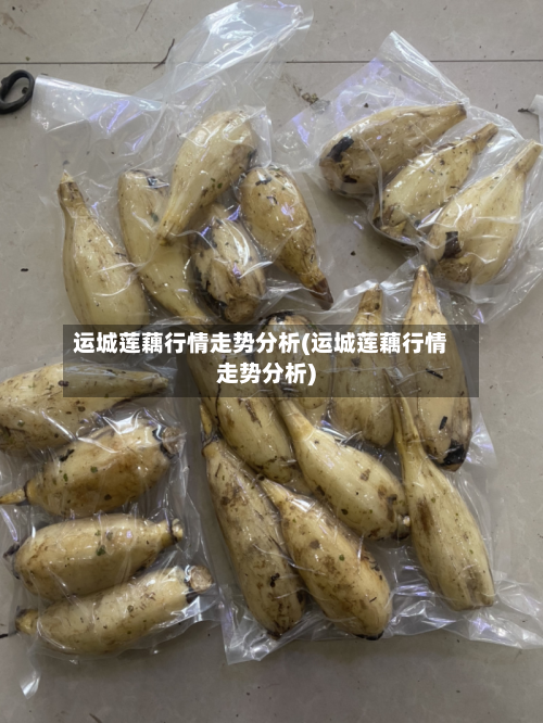 运城莲藕行情走势分析(运城莲藕行情走势分析)