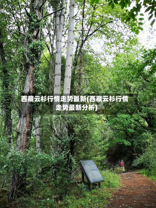 西藏云杉行情走势最新(西藏云杉行情走势最新分析)-第2张图片