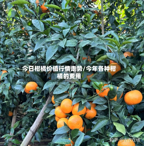 今日柑橘价值行情走势/今年各种柑橘的费用-第3张图片