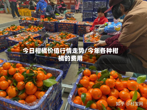 今日柑橘价值行情走势/今年各种柑橘的费用