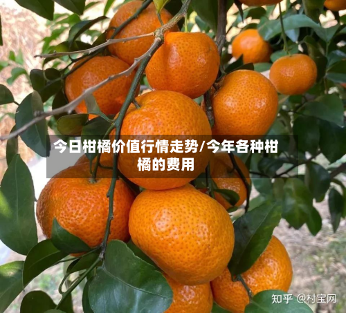 今日柑橘价值行情走势/今年各种柑橘的费用-第2张图片