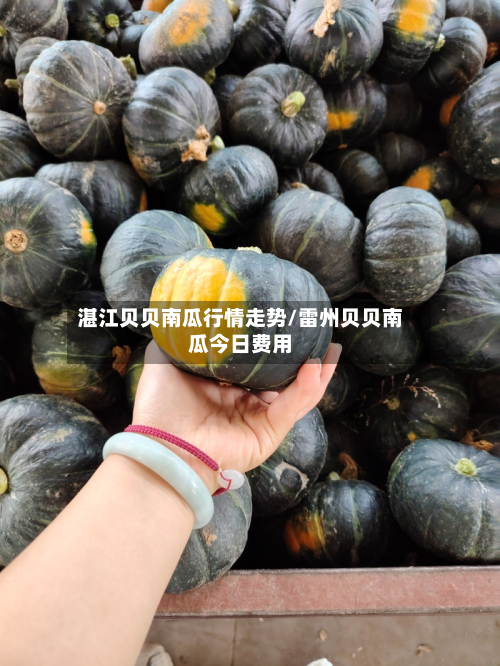湛江贝贝南瓜行情走势/雷州贝贝南瓜今日费用