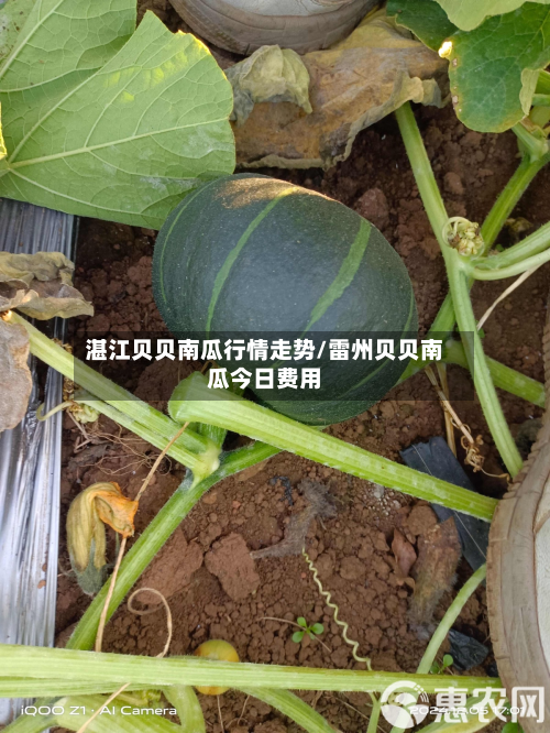 湛江贝贝南瓜行情走势/雷州贝贝南瓜今日费用-第2张图片