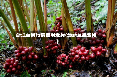 浙江草果行情费用走势(最新草果费用)-第2张图片