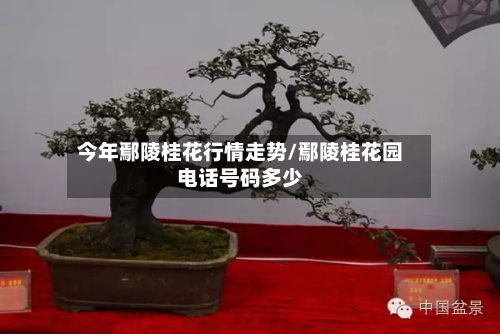 今年鄢陵桂花行情走势/鄢陵桂花园电话号码多少-第2张图片