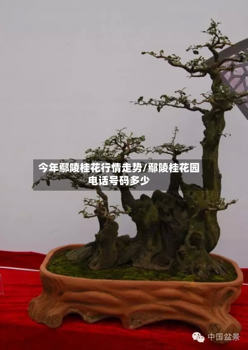 今年鄢陵桂花行情走势/鄢陵桂花园电话号码多少