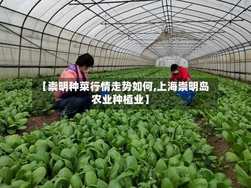 【崇明种菜行情走势如何,上海崇明岛农业种植业】